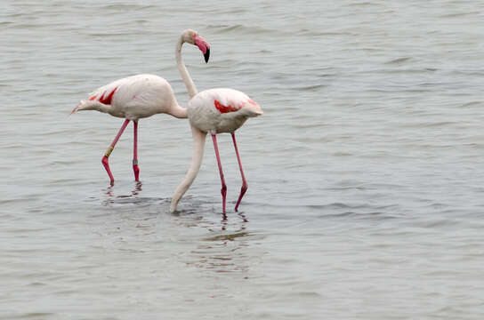 Imagem de Phoenicopterus roseus Pallas 1811