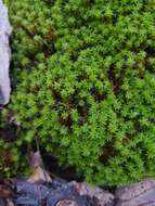 Image of great hairy screw-moss