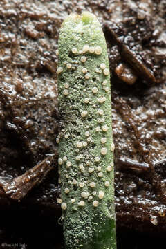 Image of Bouteille's fellhanera lichen