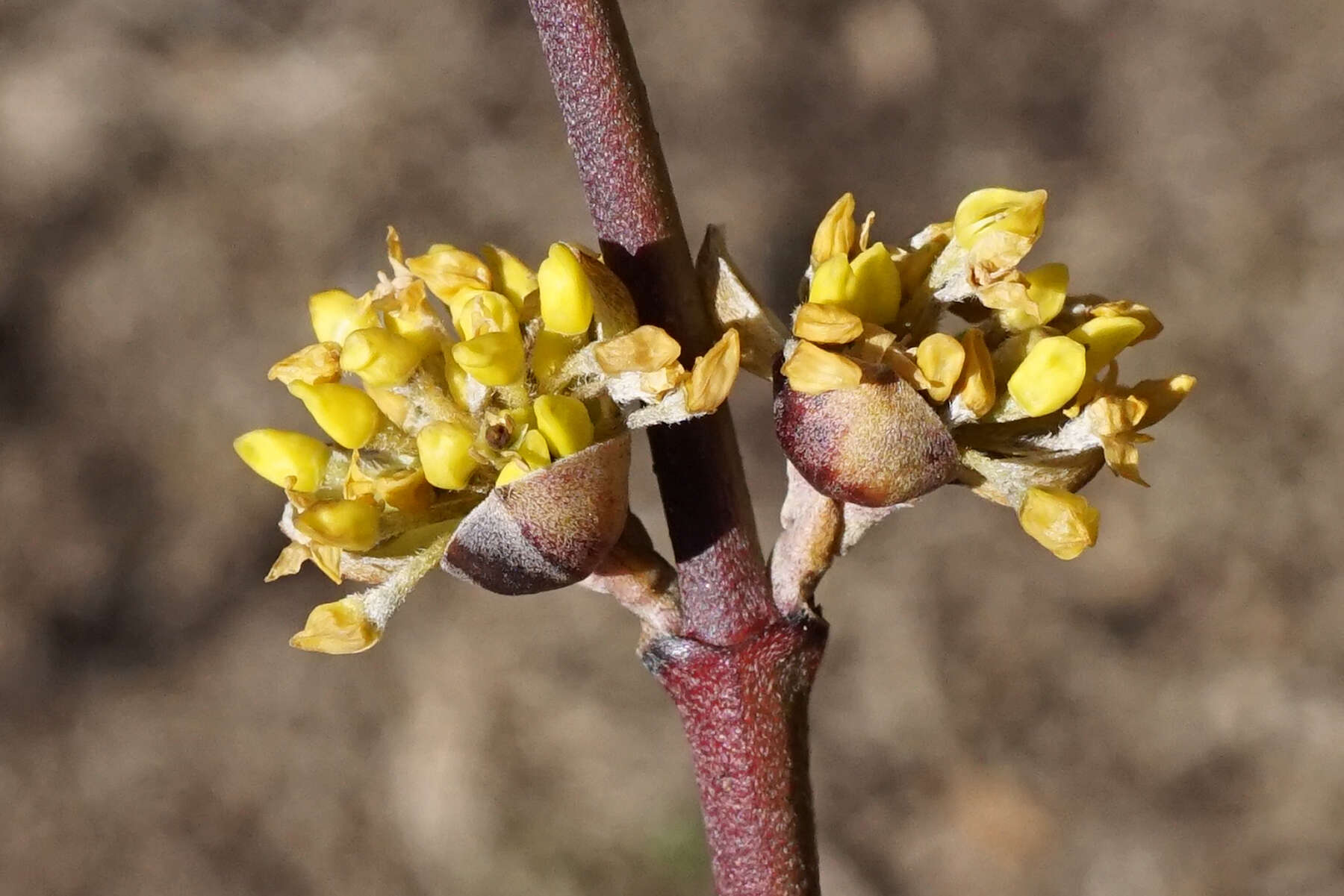 Image of Cornelian cherry dogwood