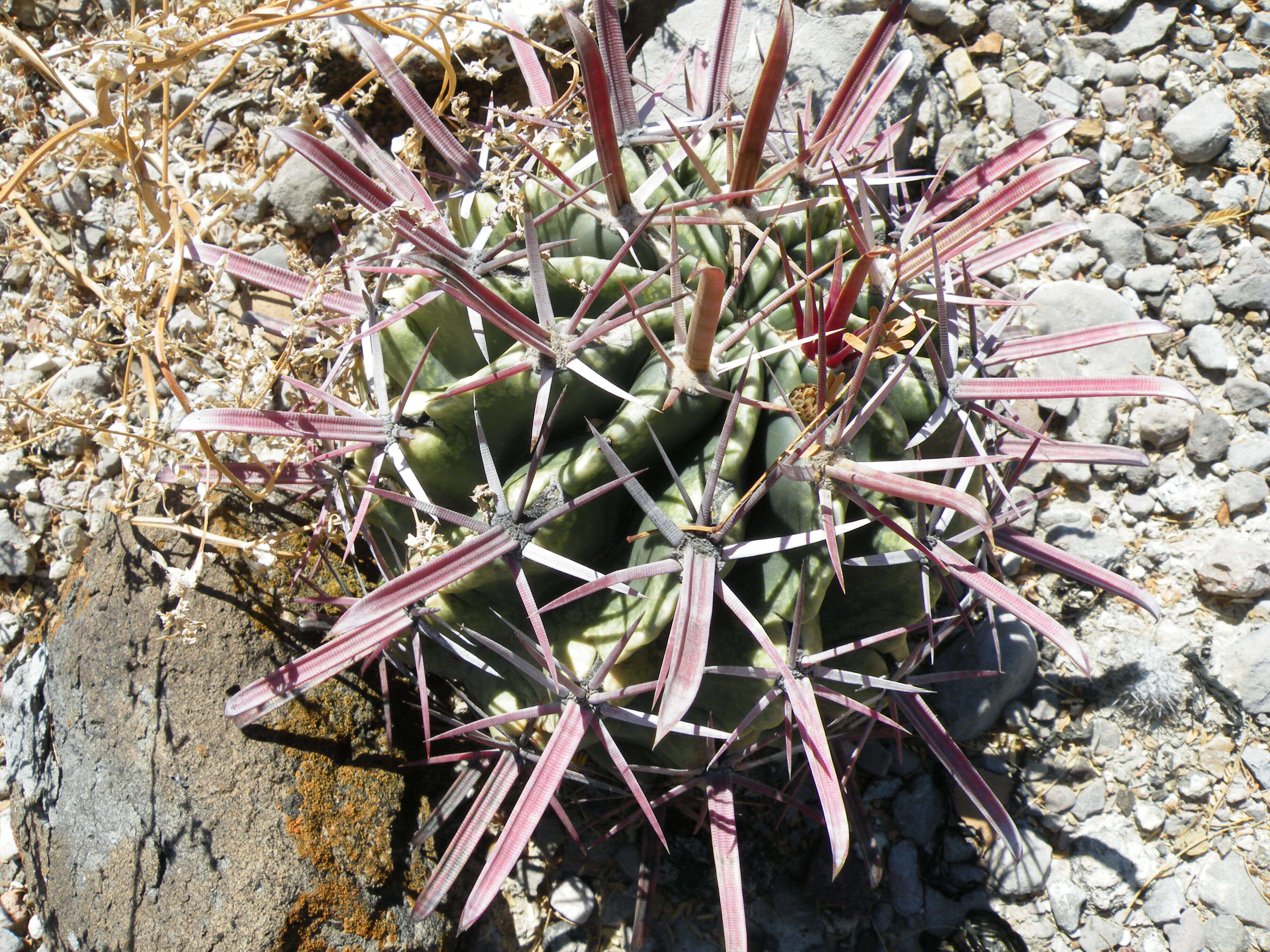 Image of Ferocactus latispinus (Haw.) Britton & Rose
