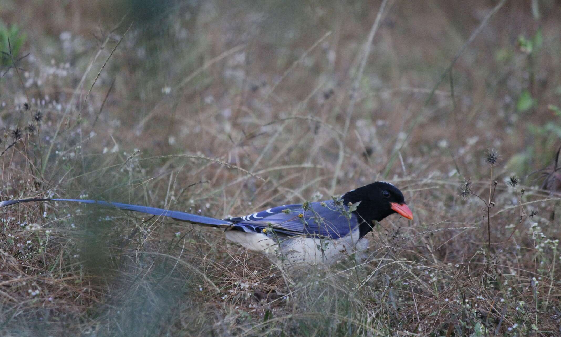 Image of Blue Magpie