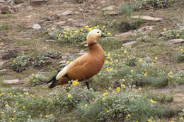 Image of Ruddy Shelduck