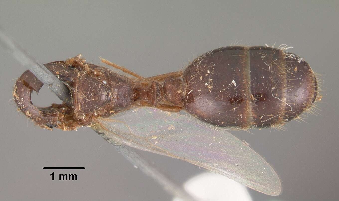 Solenopsis geminata (Fabricius 1804) resmi