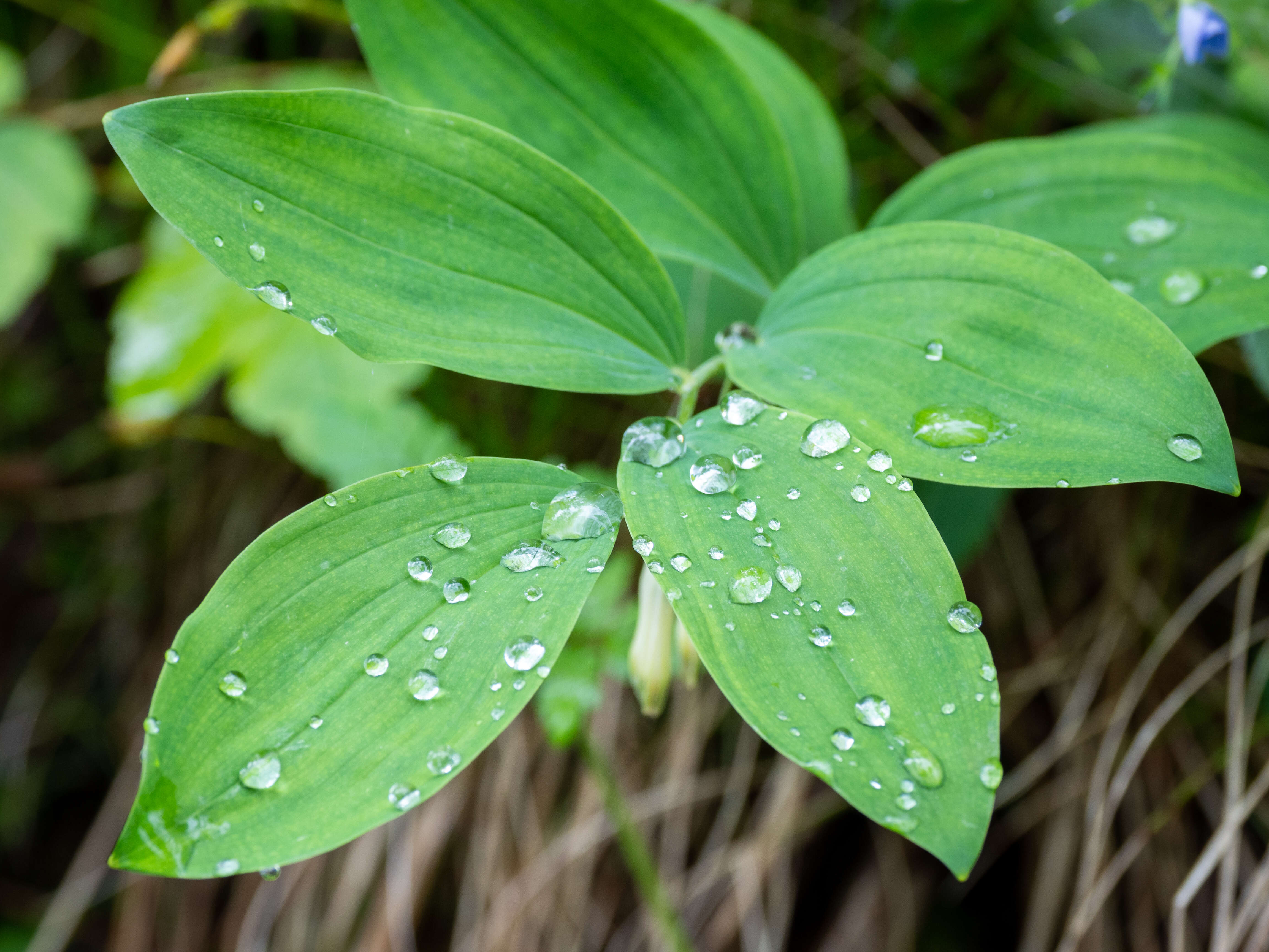 Image of Solomon's Seal