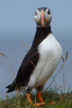 Image of Puffin