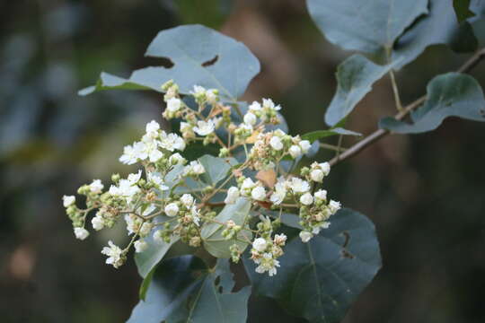 Image of Kydia calycina Roxb.