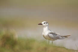 Image of Whiskered Tern