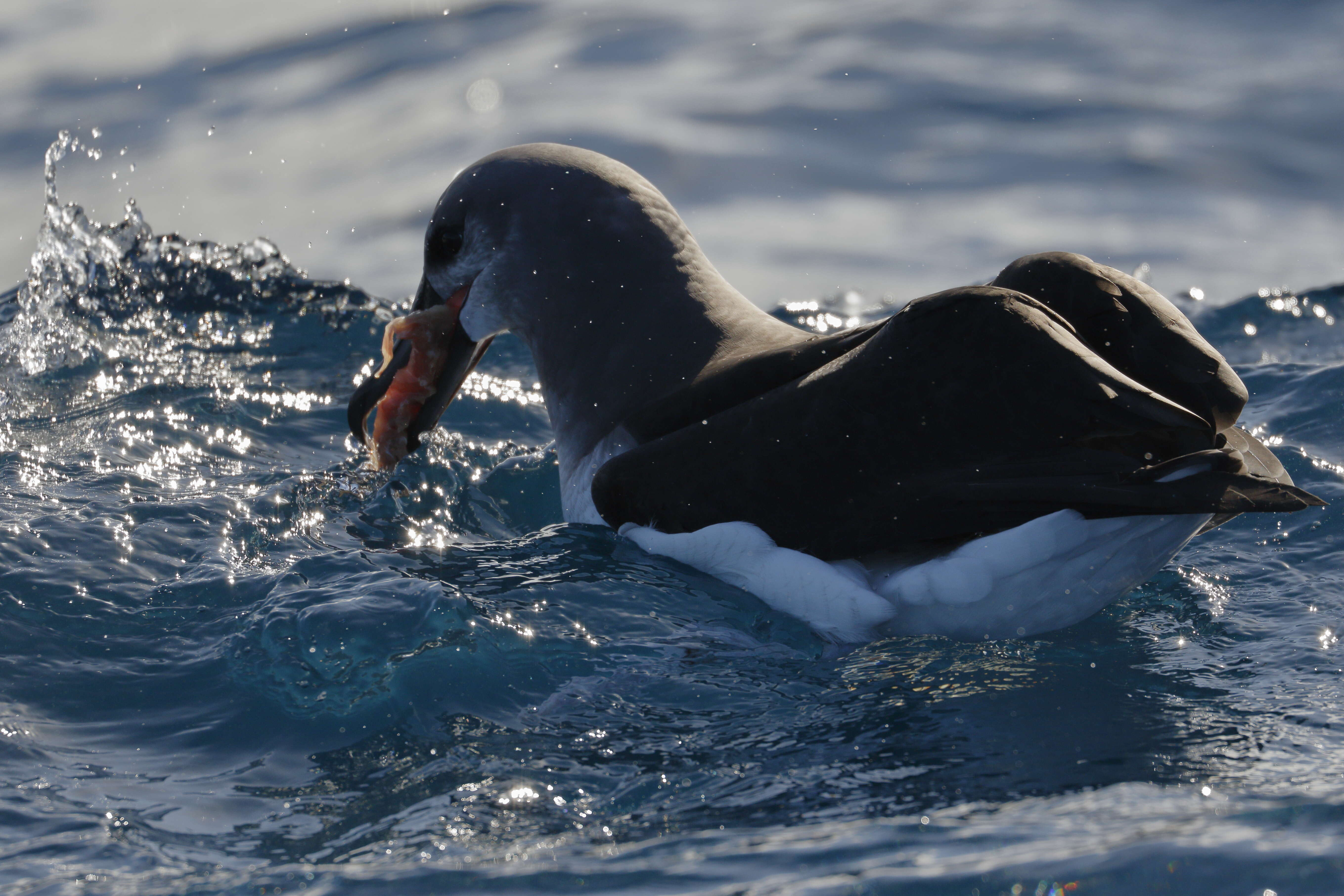 Image of Grey-headed Albatross