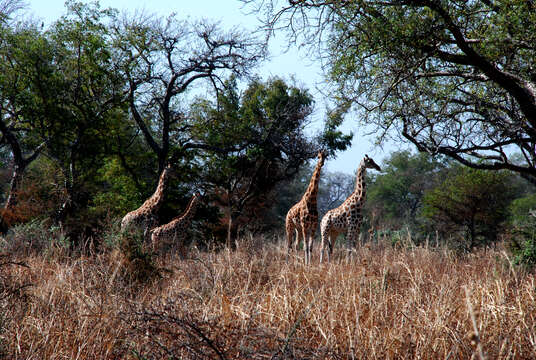 Image of Kordofan giraffe