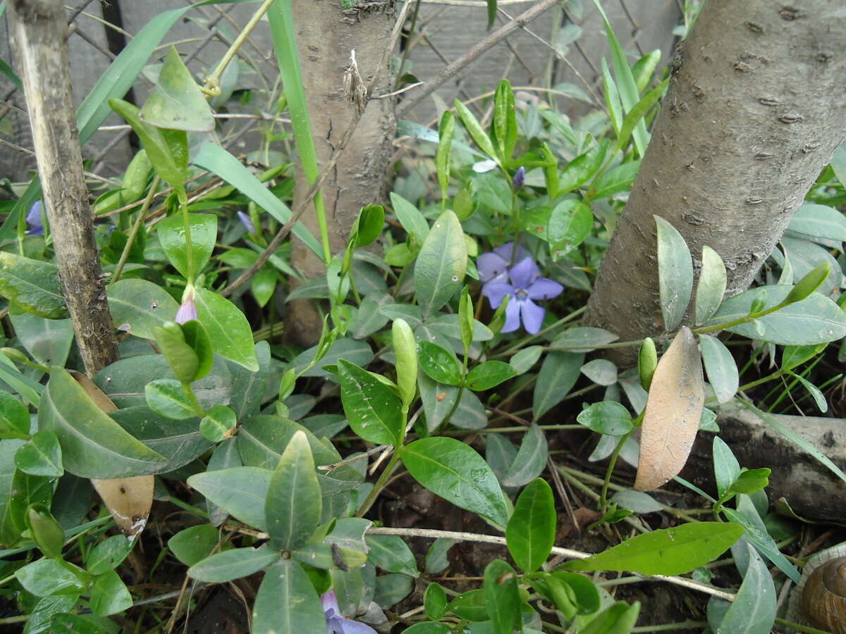 Image of Common Periwinkle