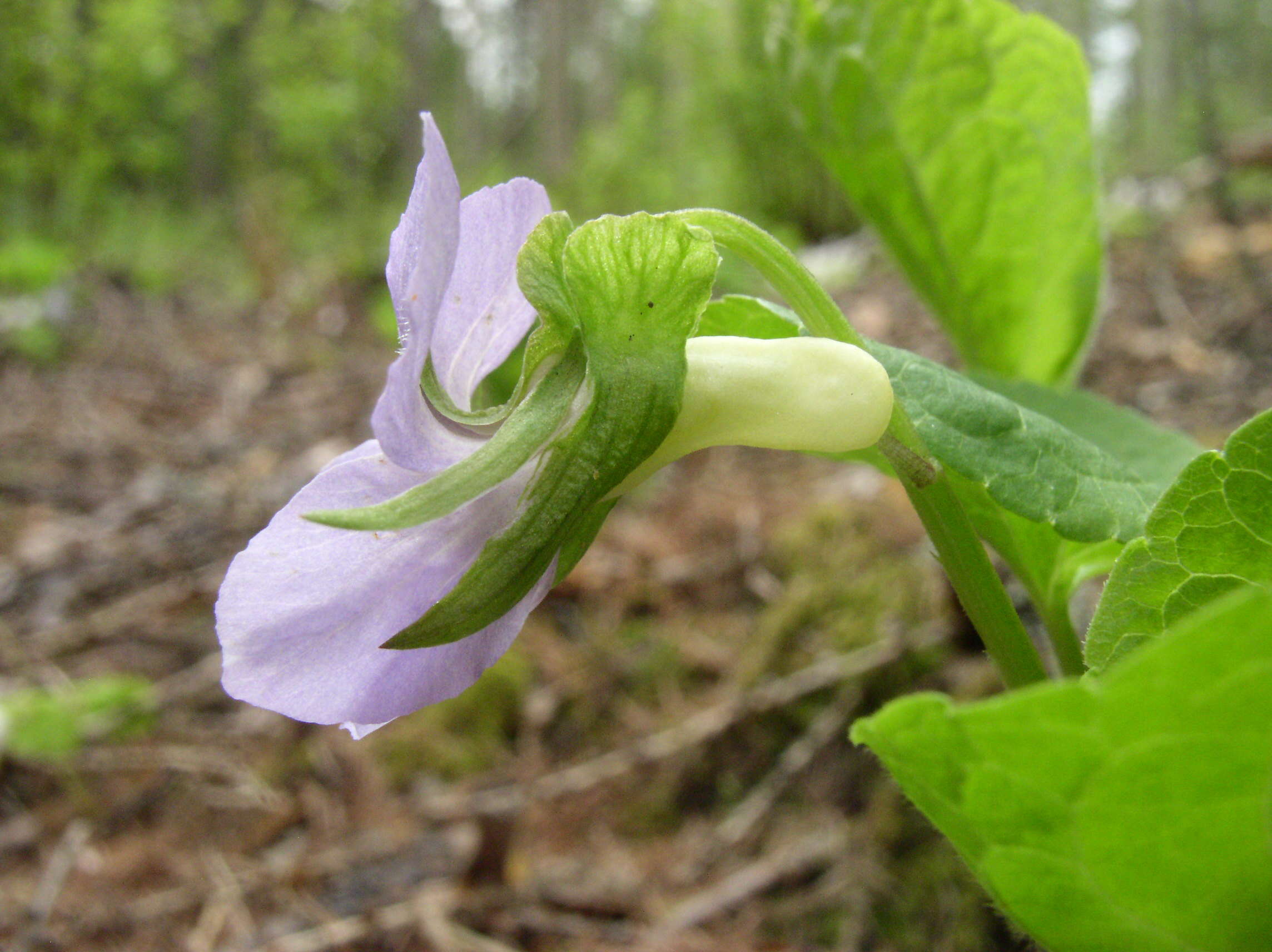 Слика од Viola mirabilis L.