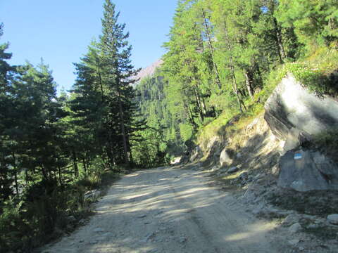 Image of Himalayan Cypress