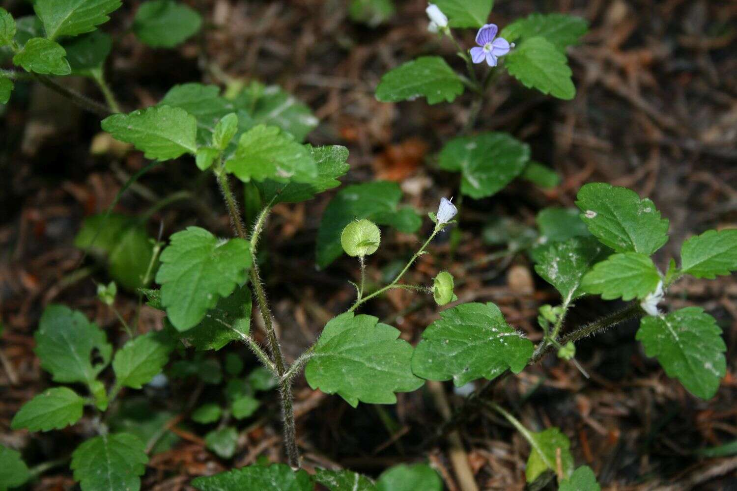 Image of Wood speedwell