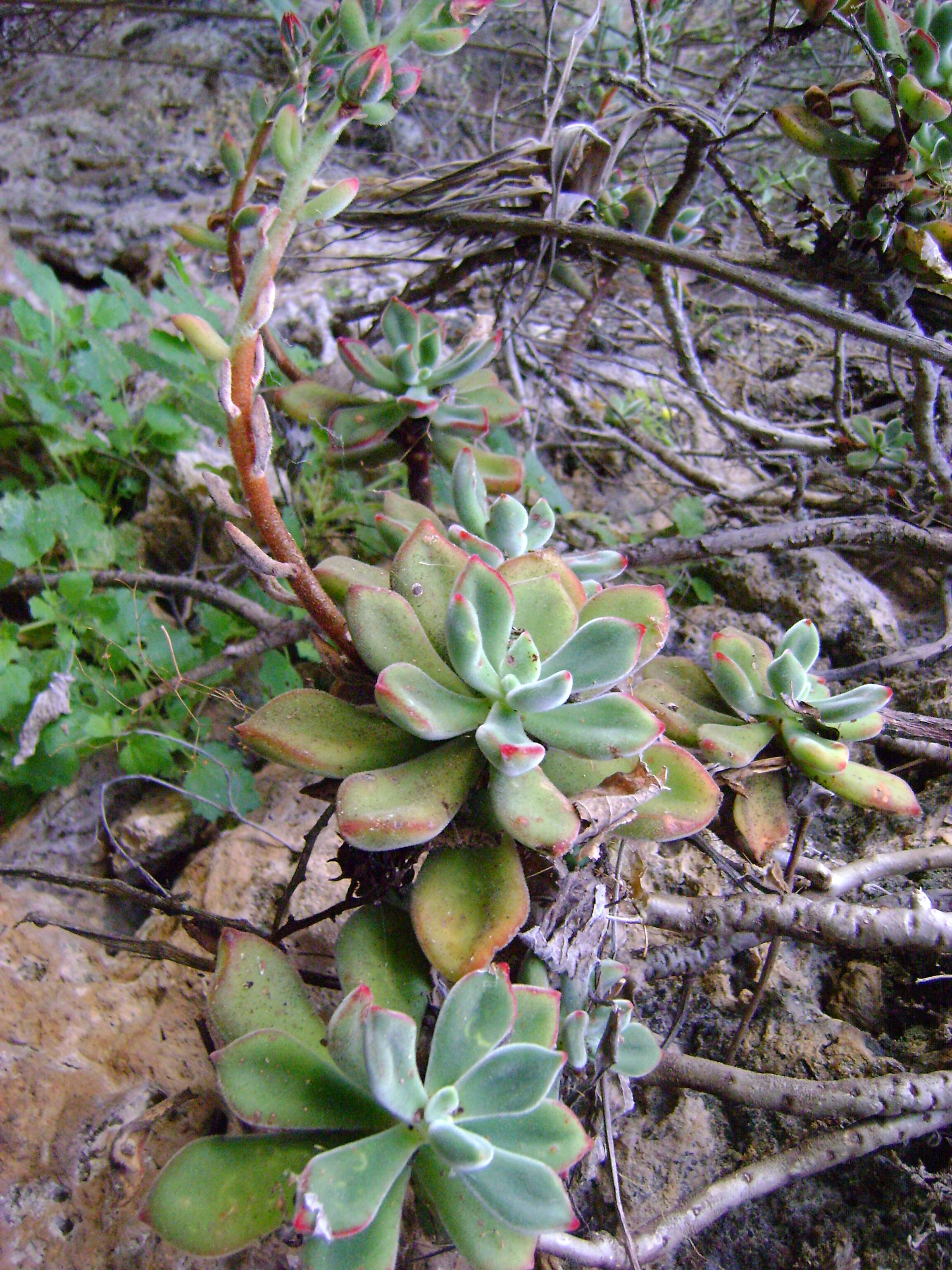 Echeveria pulvinata Rose resmi