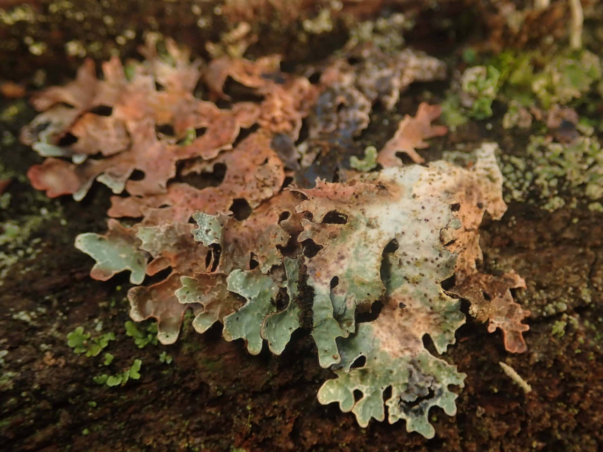 Image of Hammered shield lichen