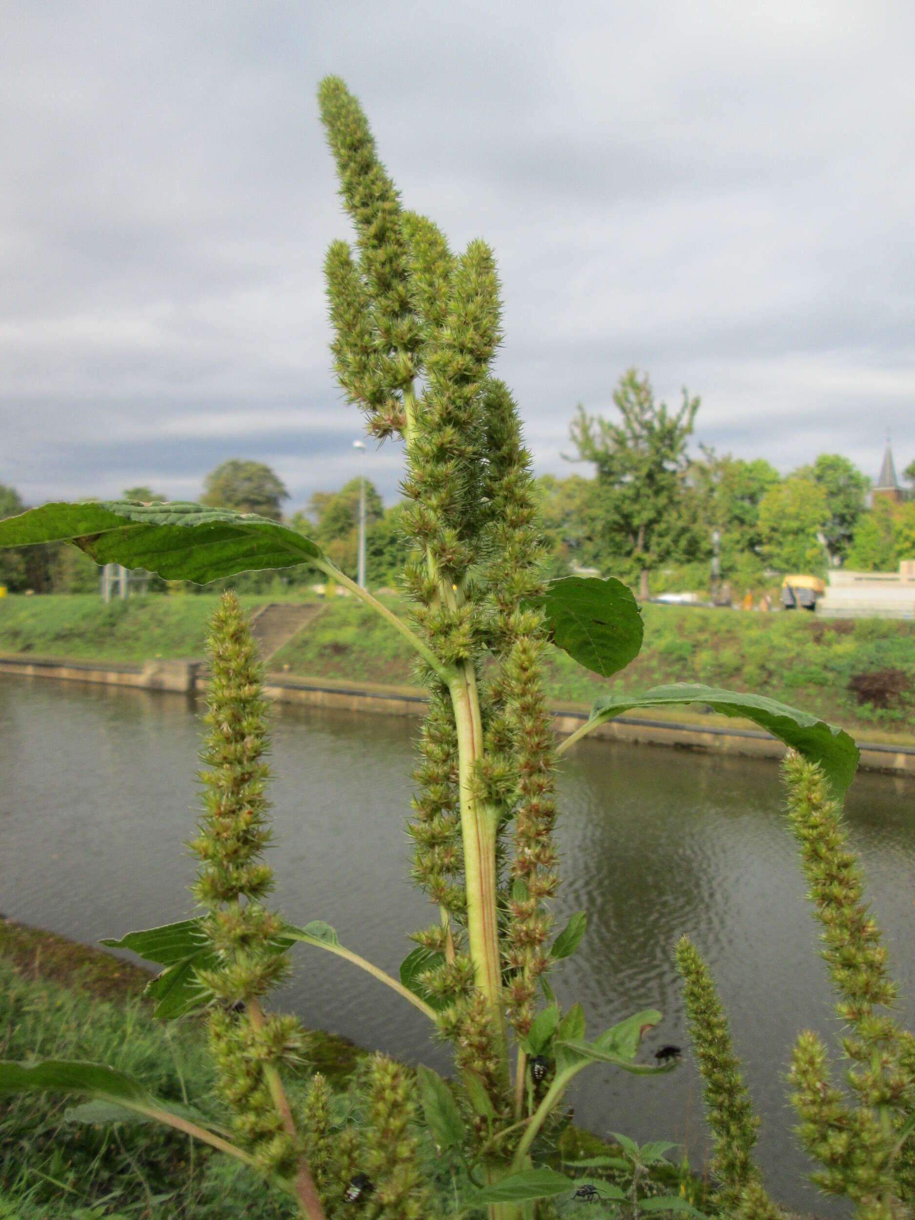 Image of redroot amaranth