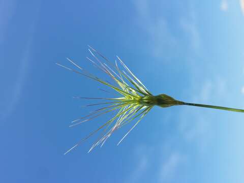 Image de Aegilops geniculata Roth