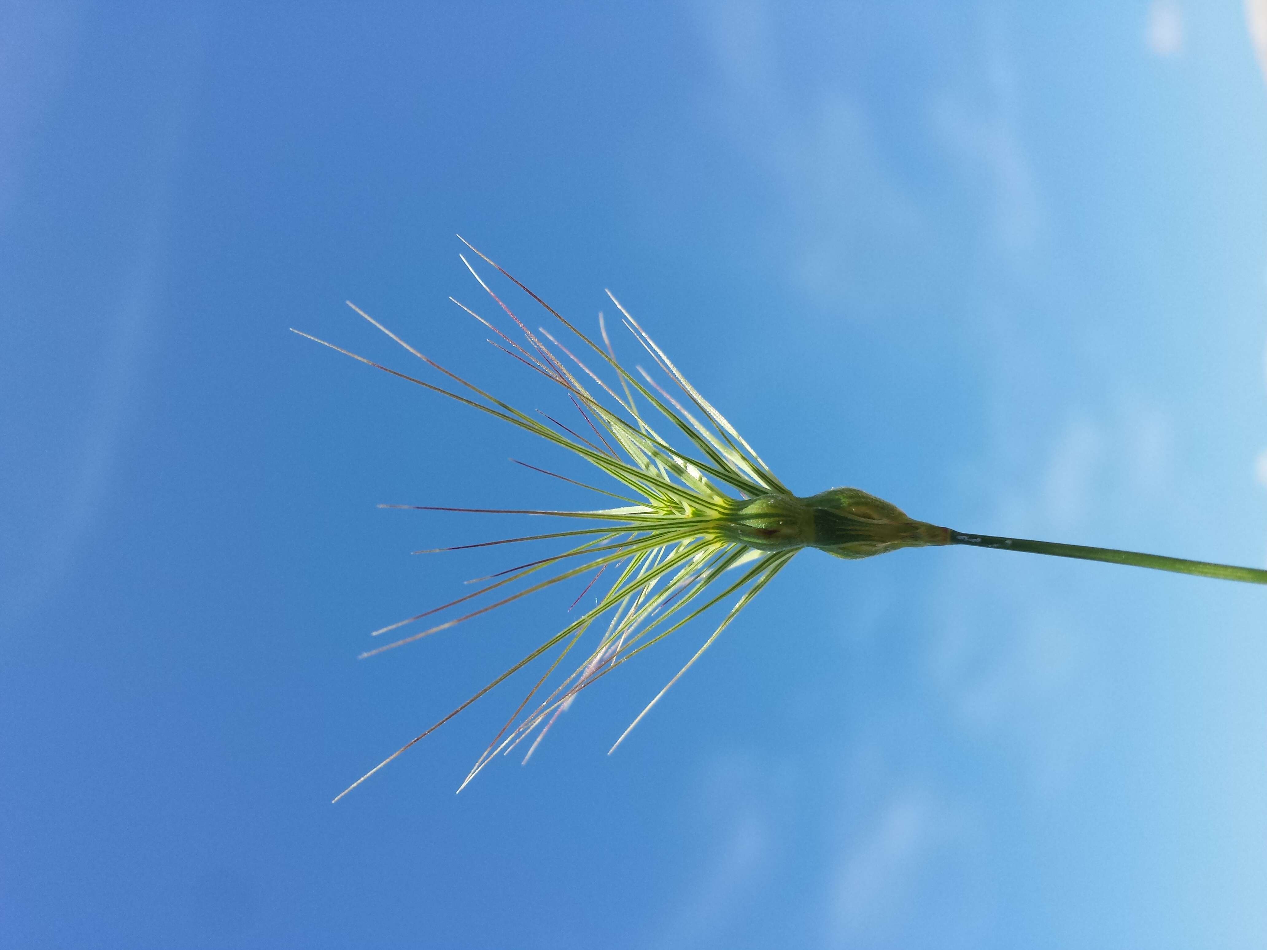 Image de Aegilops geniculata Roth