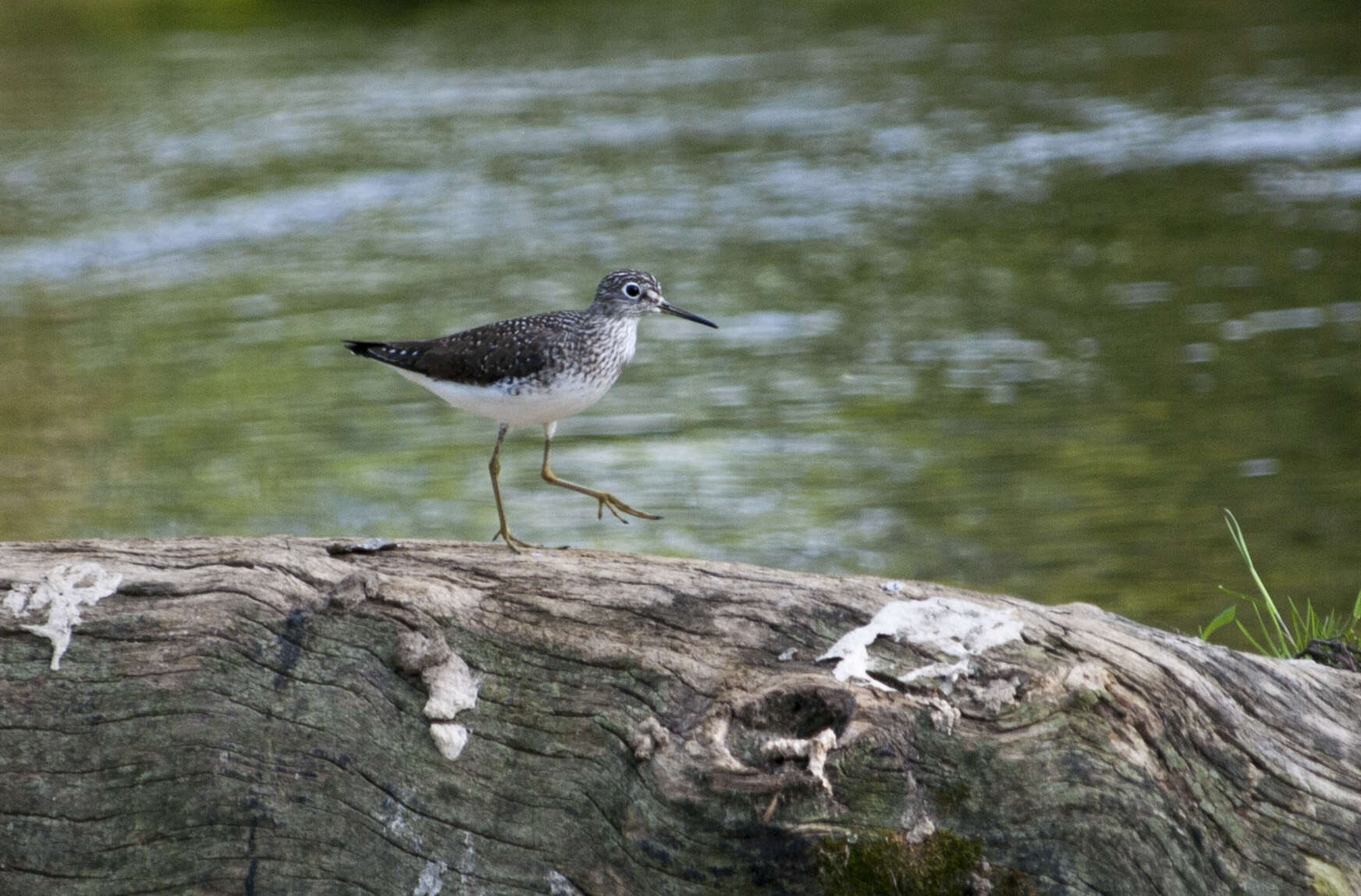 Image of Solitary Sandpiper