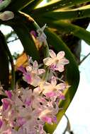 Imagem de Rhynchostylis retusa (L.) Blume