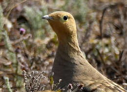 Image of Chestnut-bellied Sandgrouse