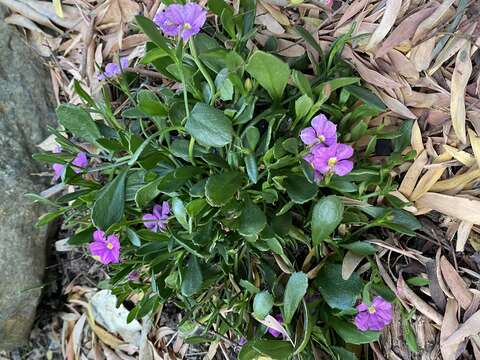 Imagem de Scaevola striata R. Br.