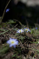 Image of Balkan Anemone