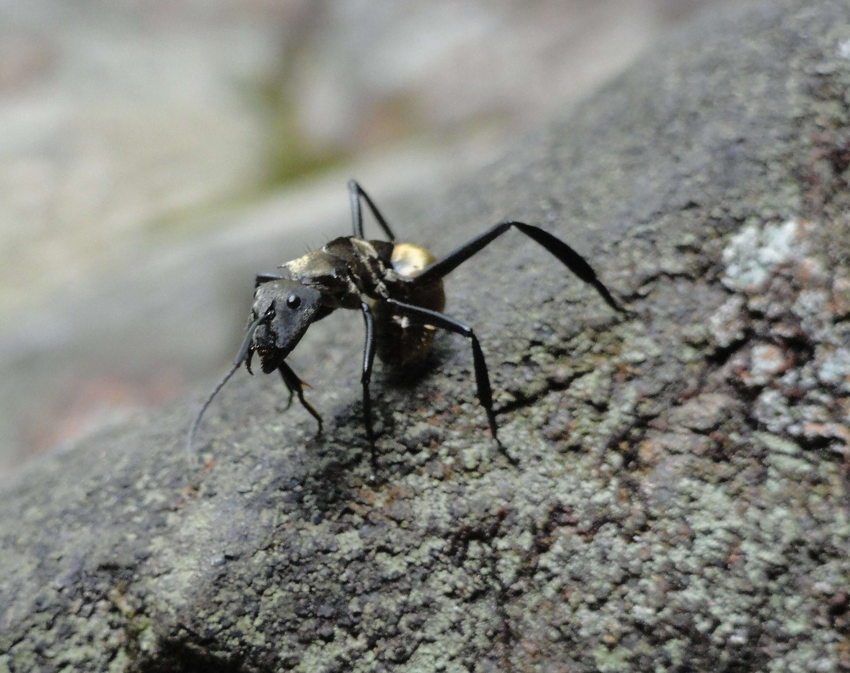 Image of Camponotus sericeiventris (Guerin-Meneville 1838)