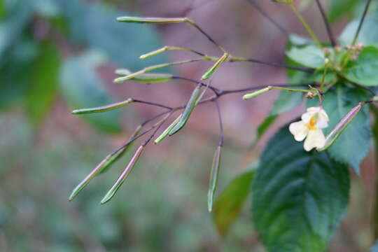 Image of small balsam