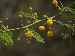 Plancia ëd Vachellia nilotica