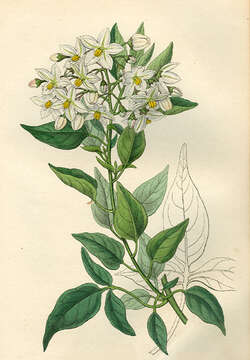 Image of jasmine nightshade