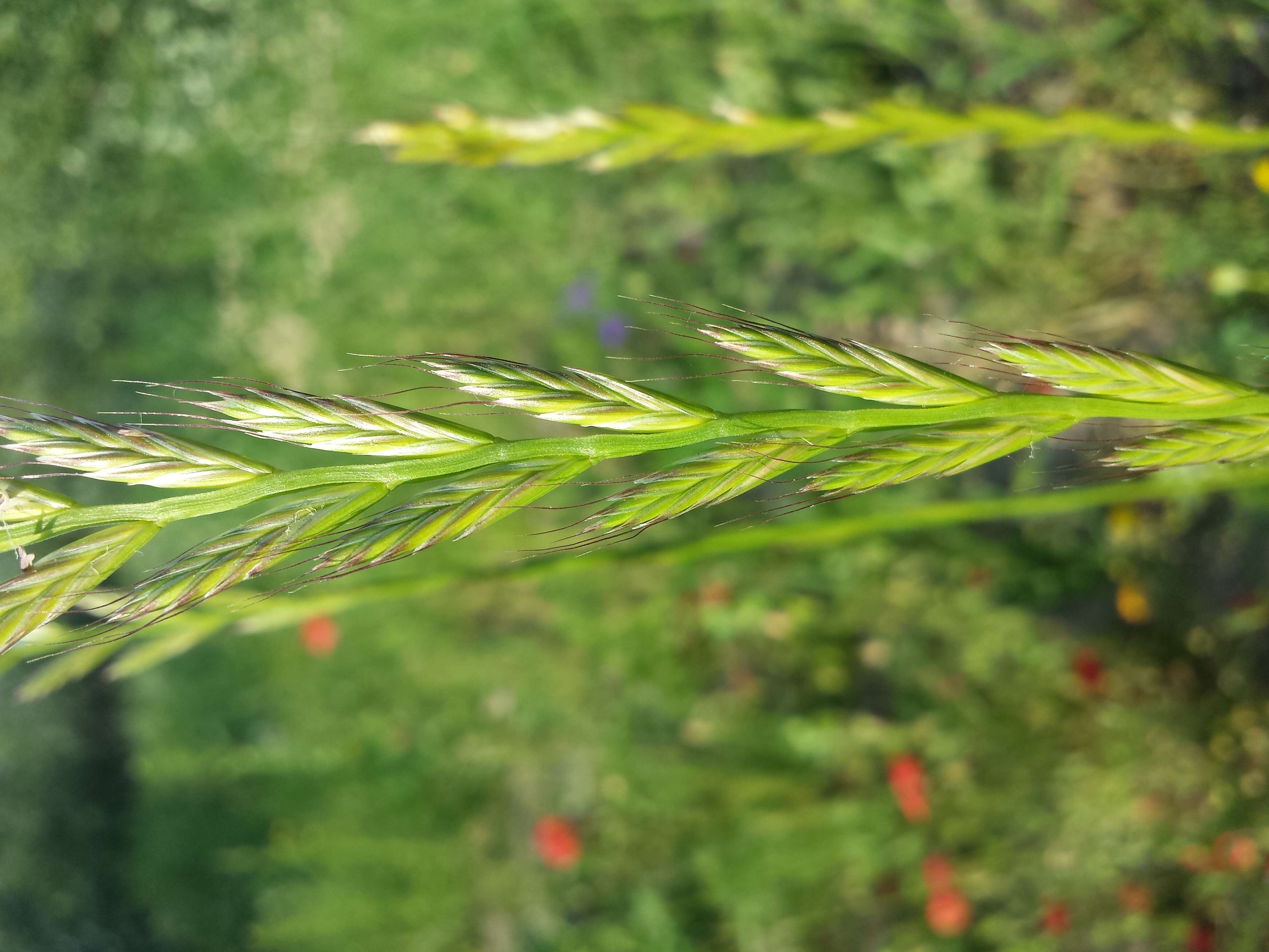 Image of Italian Rye Grass