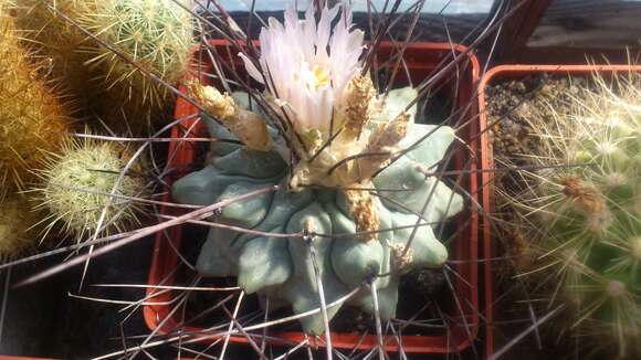 Image of Thelocactus rinconensis (Poselger) Britton & Rose