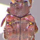 Image of Chlamydopsinae