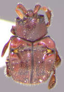 Image of Chlamydopsinae