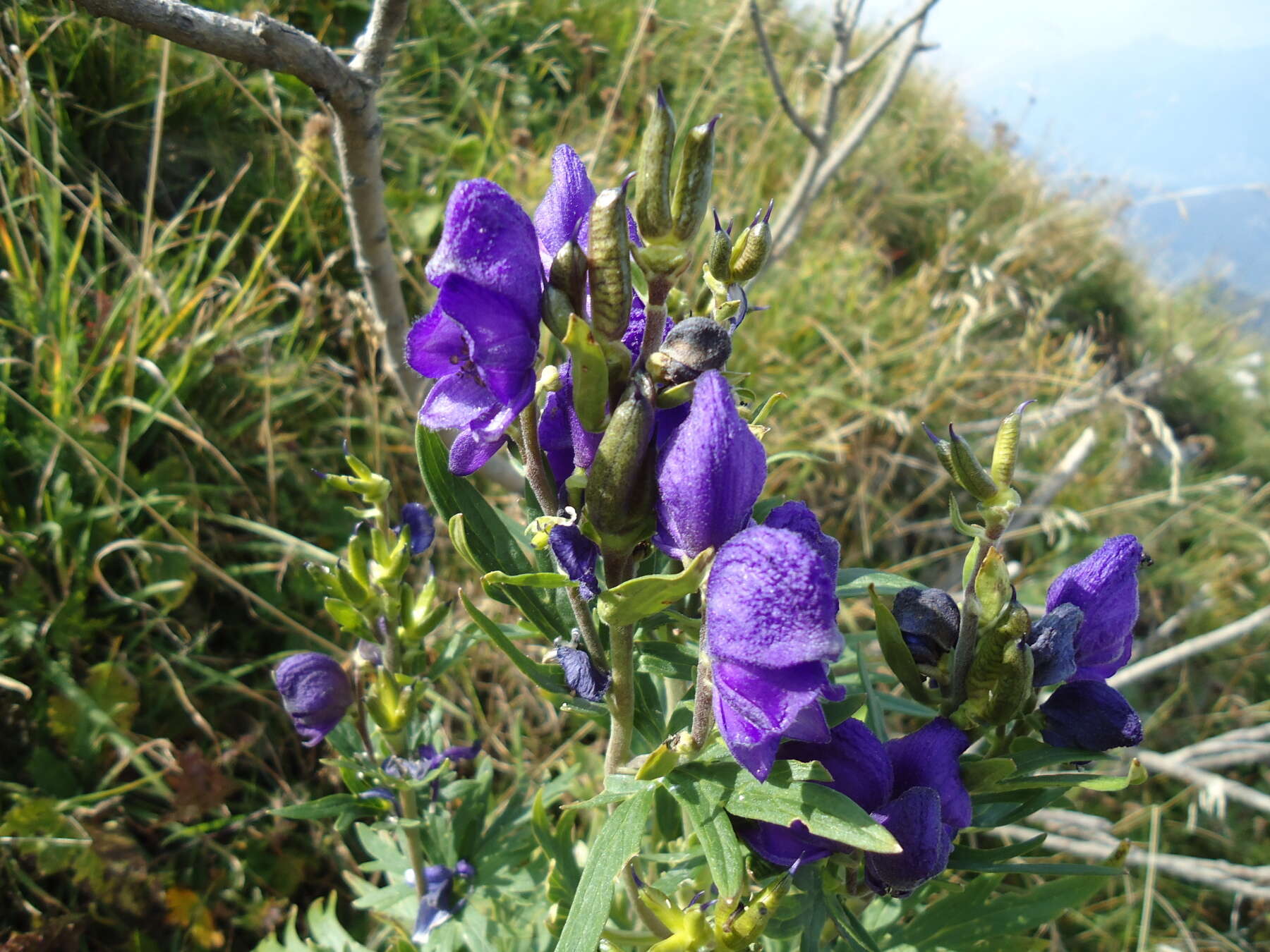 Слика од Aconitum napellus L.