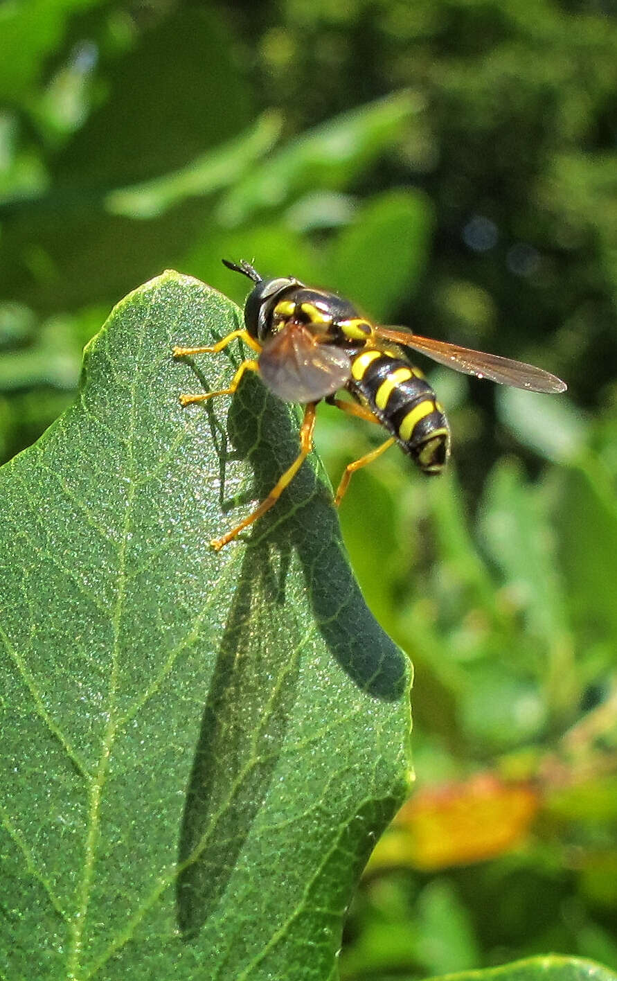 Image of <i>Chrysotoxum festivum</i>