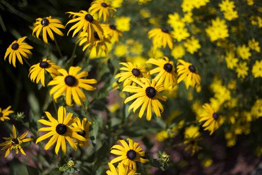 Image of Jerusalem artichoke