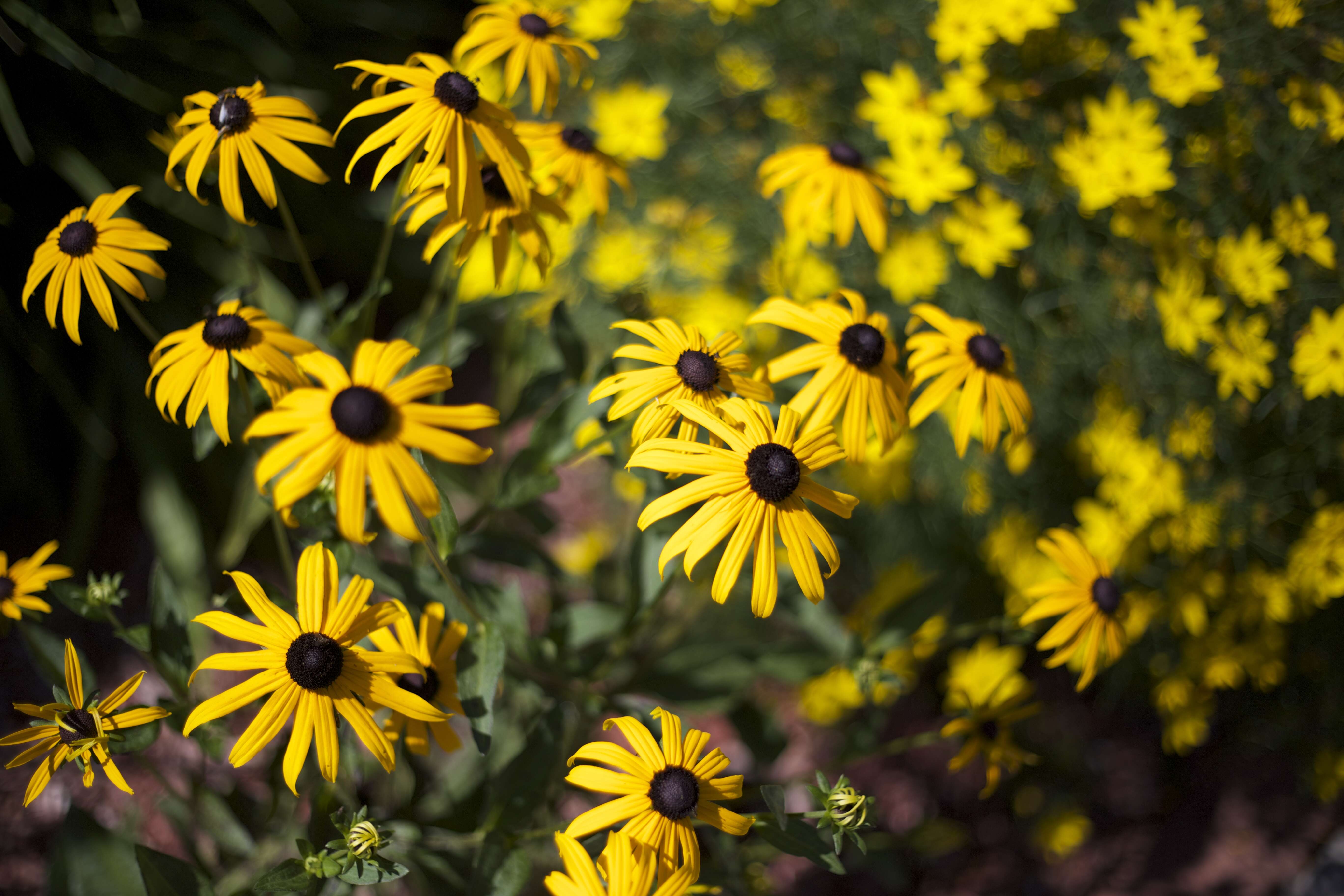 Image of Jerusalem artichoke