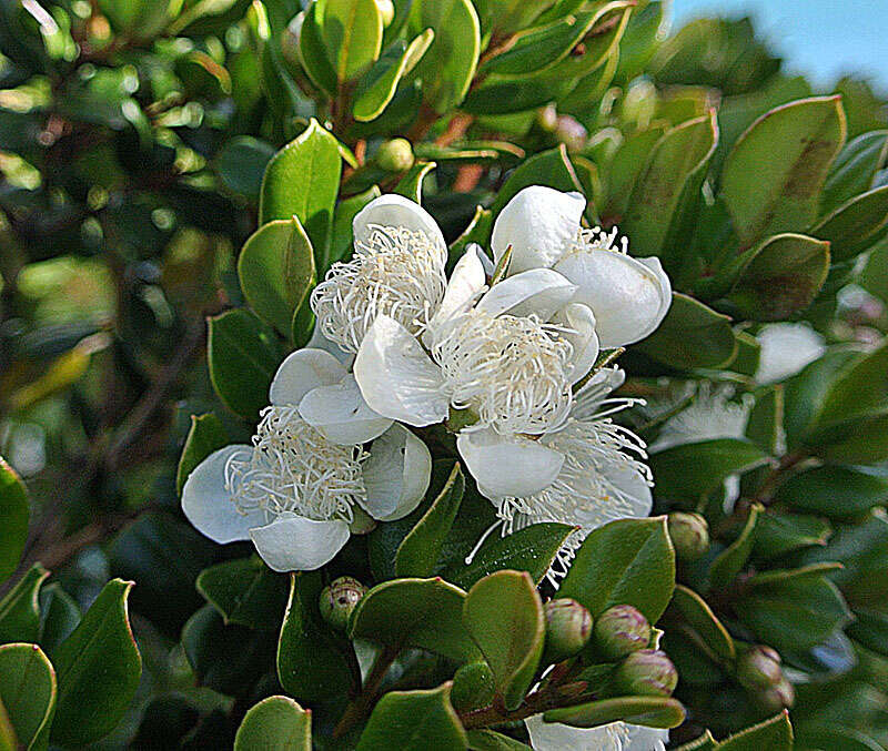 Sivun Luma apiculata (A. P. de Candolle) Burret kuva