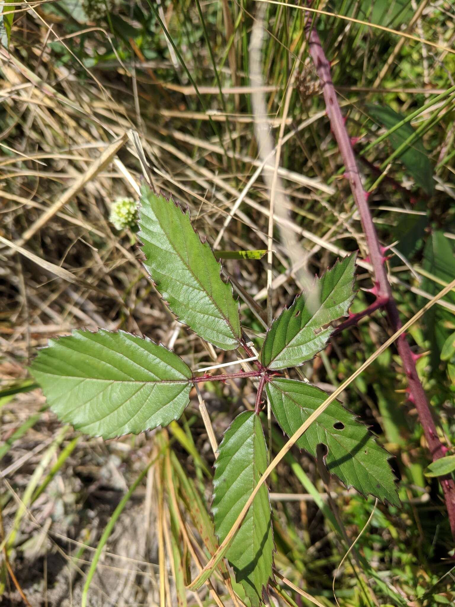 Image of Pennsylvania blackberry