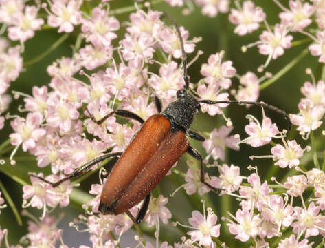 Image of Anastrangalia dubia (Scopoli 1763)