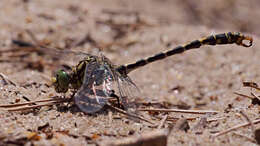 Image of Green-eyed Hooktail