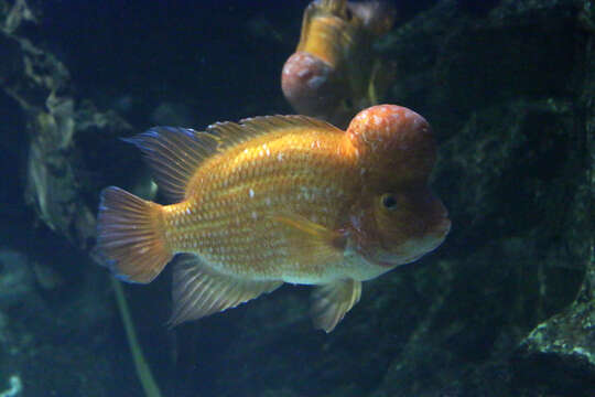 Image of Midas cichlid