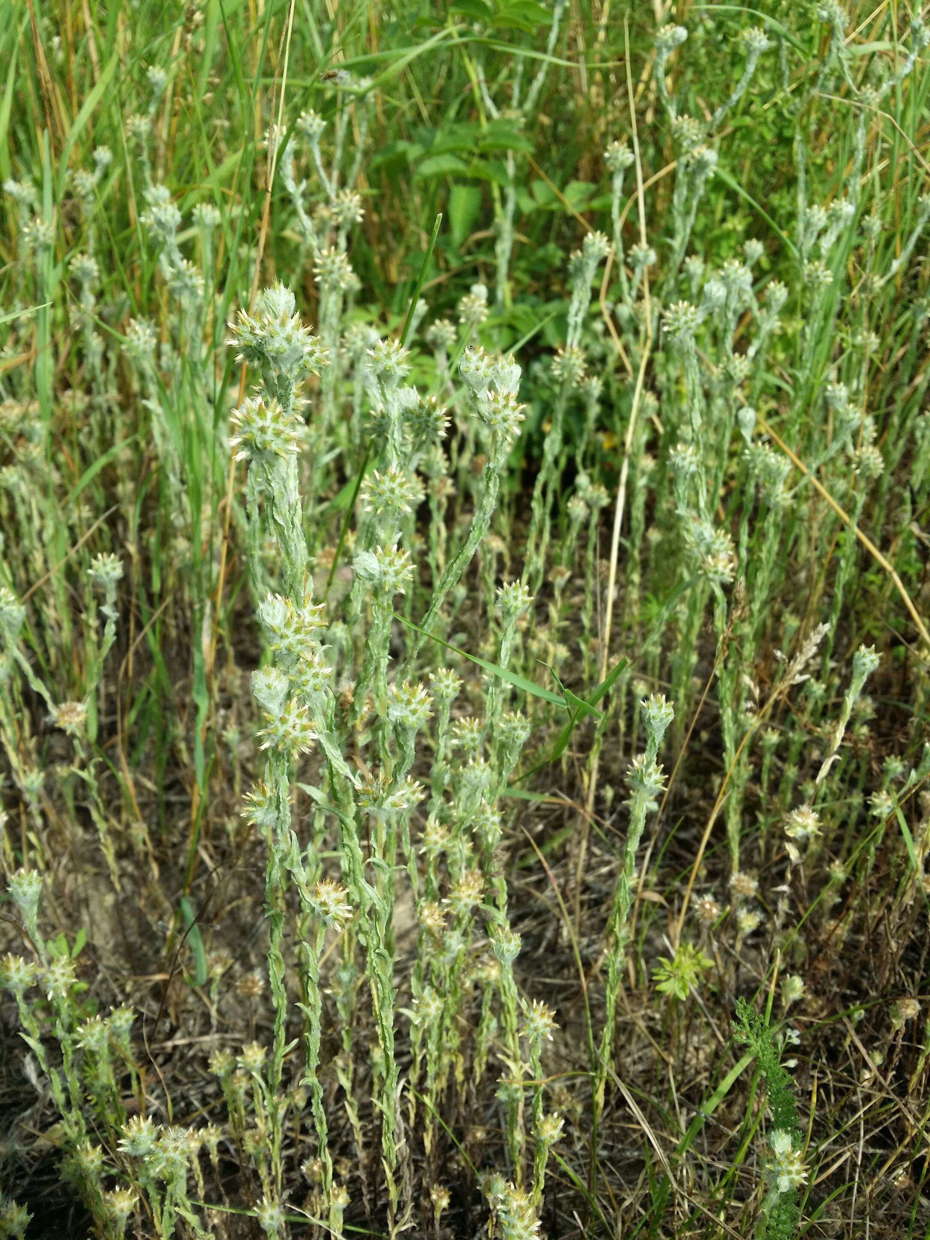 Image of common cottonrose