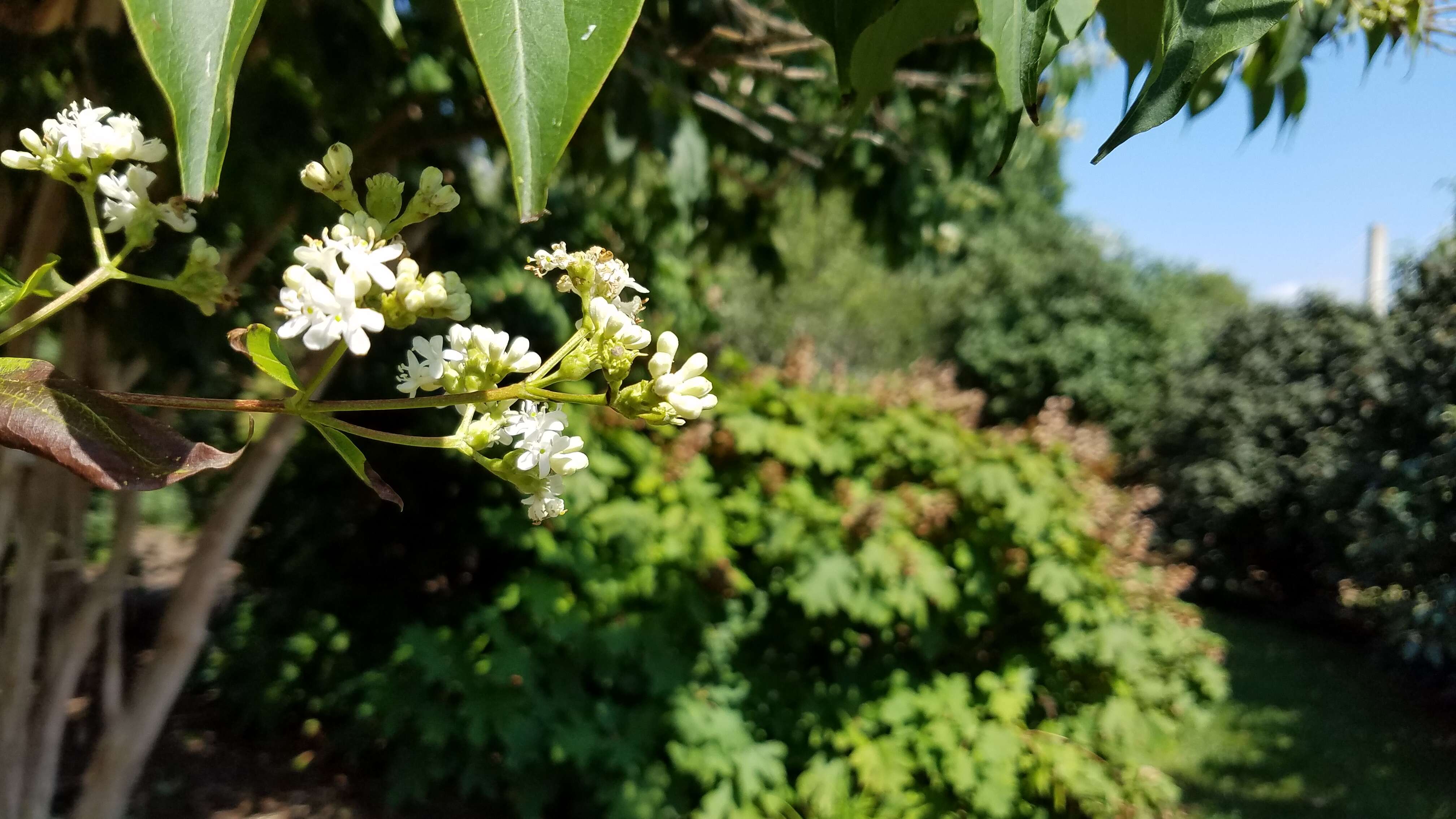 Image of Heptacodium