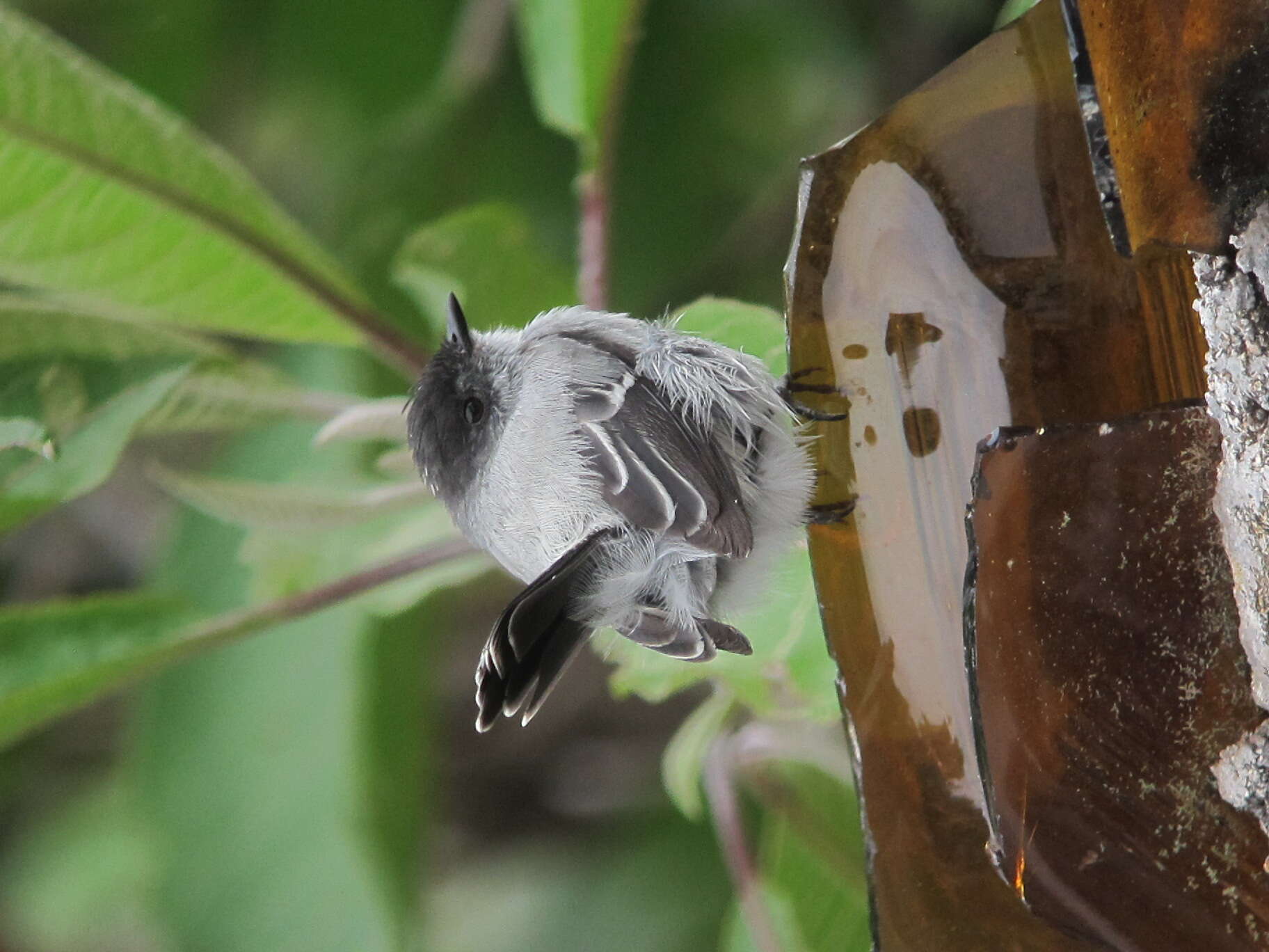 Image of Torrent Tyrannulet