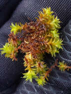 Image of great hairy screw-moss