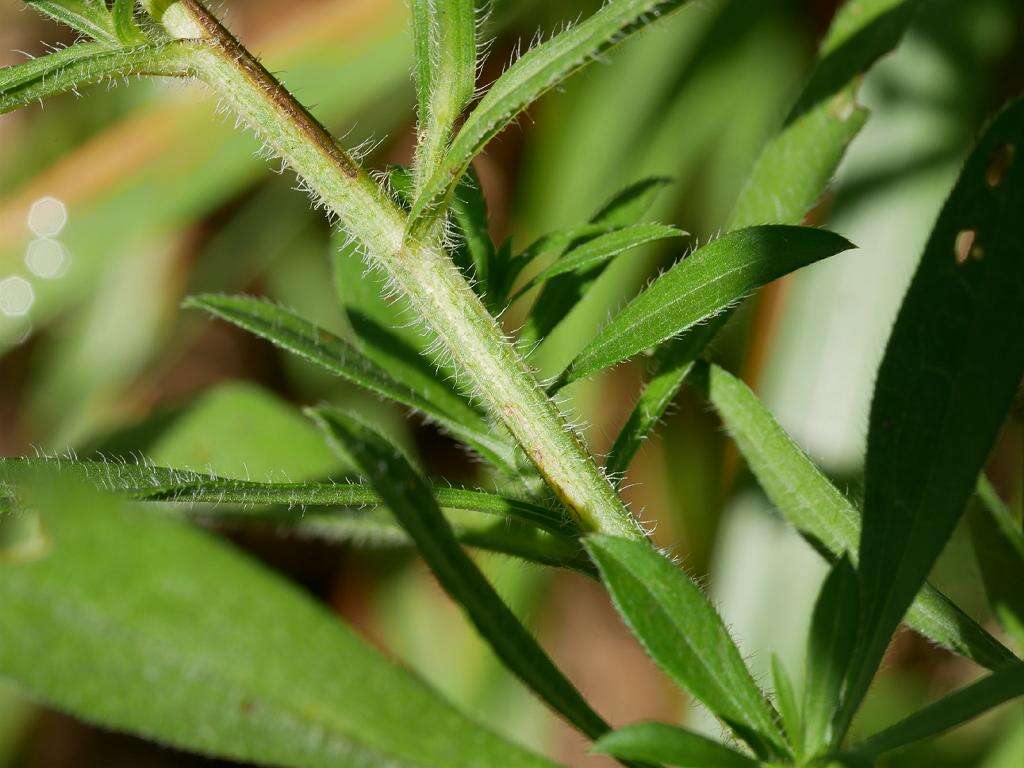 Image of hairy white oldfield aster